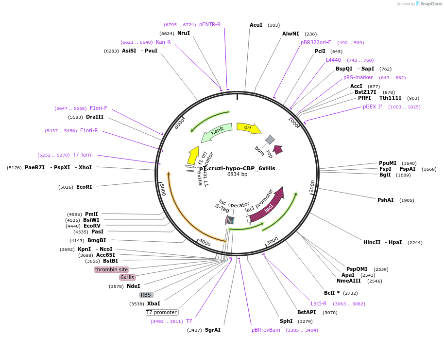 256082-plasmid-map-sequence-id-510775