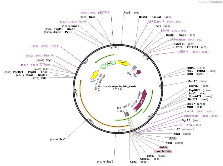 256080-plasmid-map-sequence-id-510776