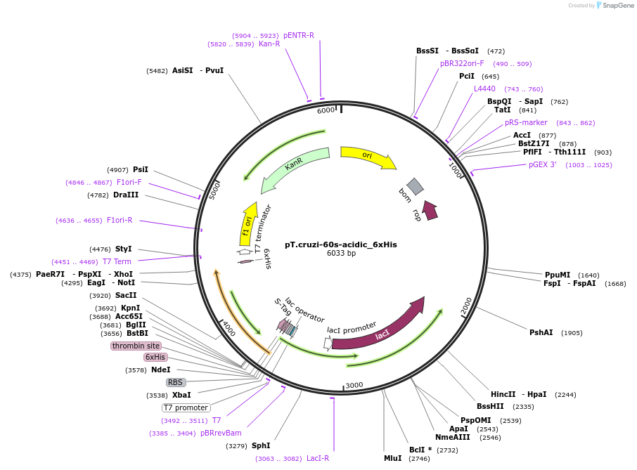 256073-plasmid-map-sequence-id-510777