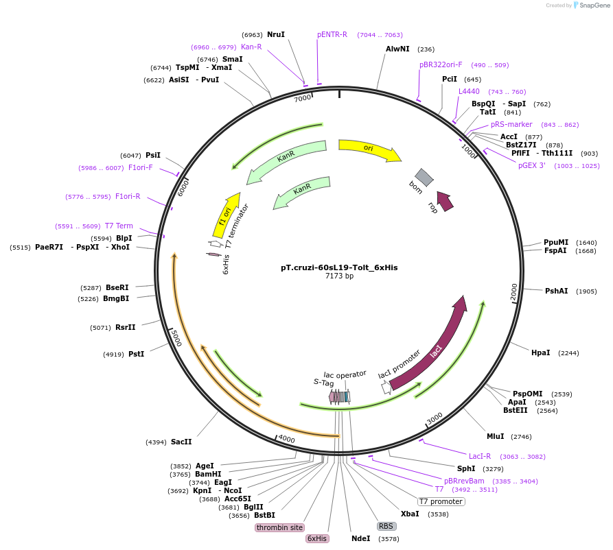 256074-plasmid-map-sequence-id-510778