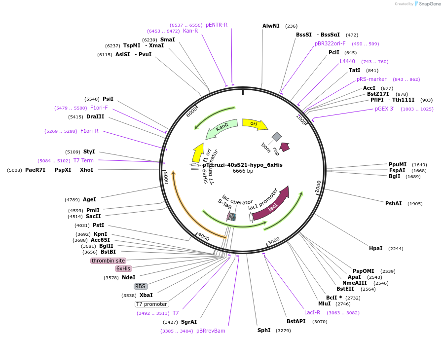 256078-plasmid-map-sequence-id-510779