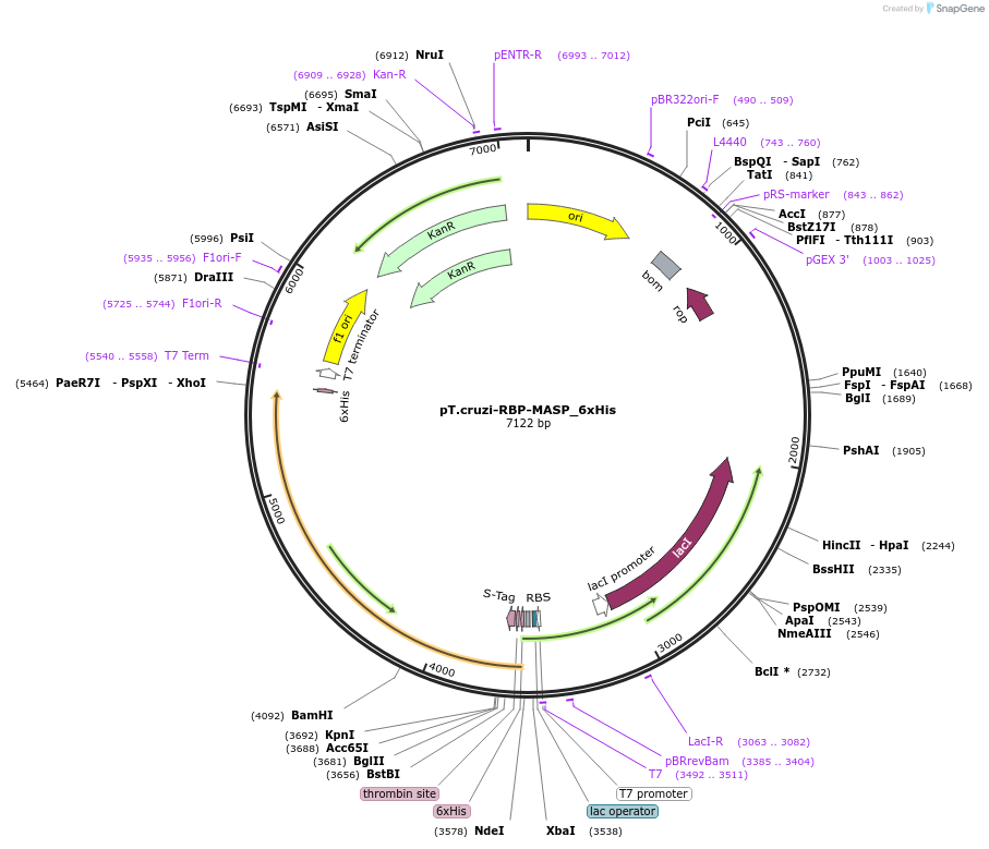 256075-plasmid-map-sequence-id-510780