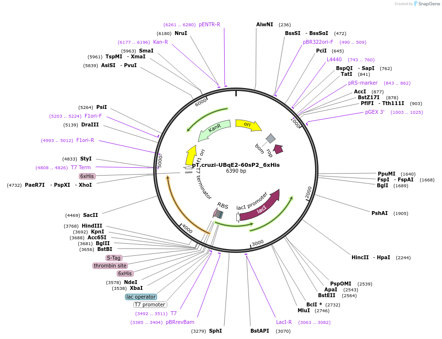 256083-plasmid-map-sequence-id-510781