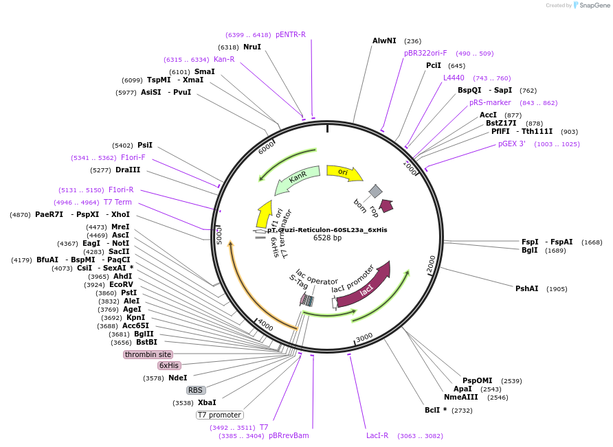 256076-plasmid-map-sequence-id-510782