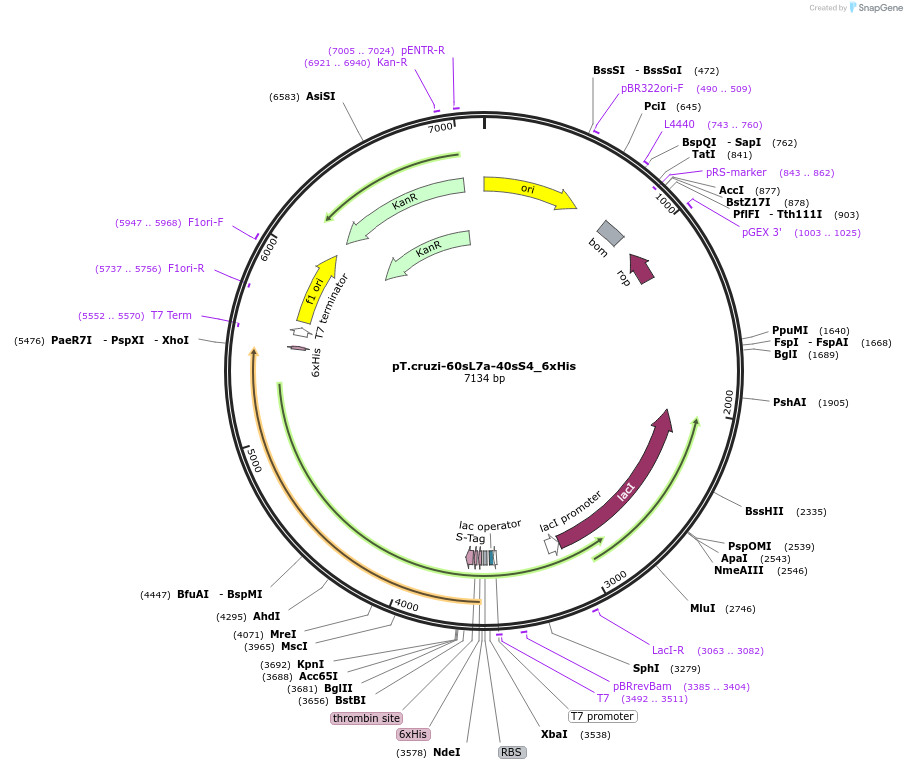 256077-plasmid-map-sequence-id-510783