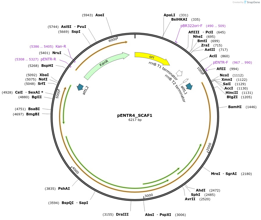 249038-plasmid-map-sequence-id-510784