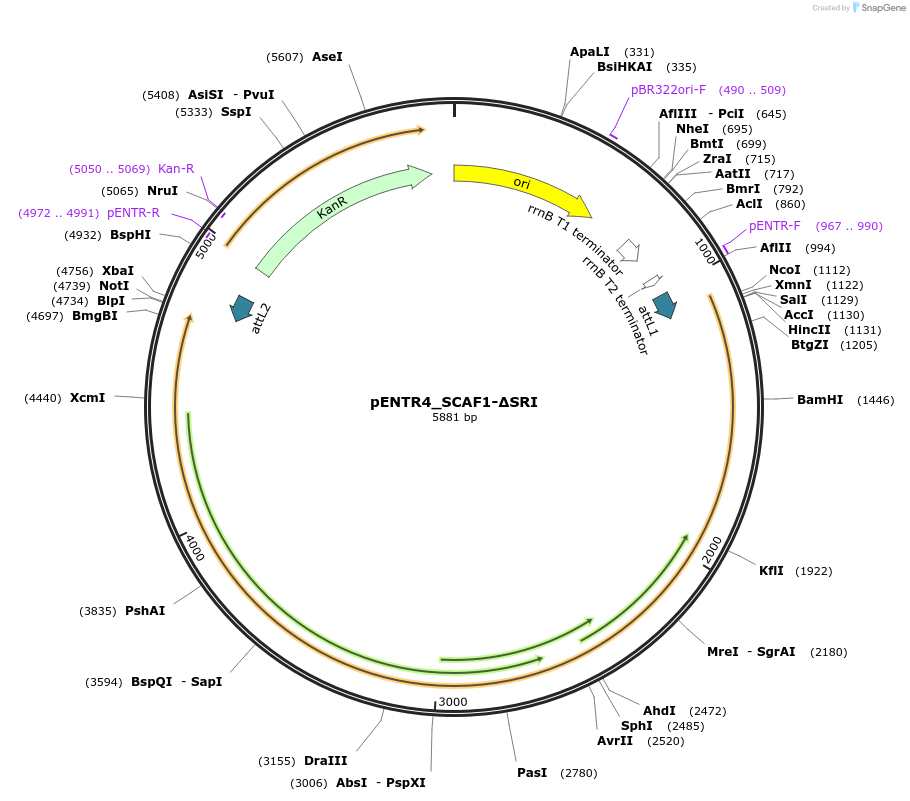 249039-plasmid-map-sequence-id-510785