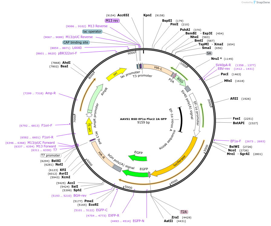 255457-plasmid-map-sequence-id-510786