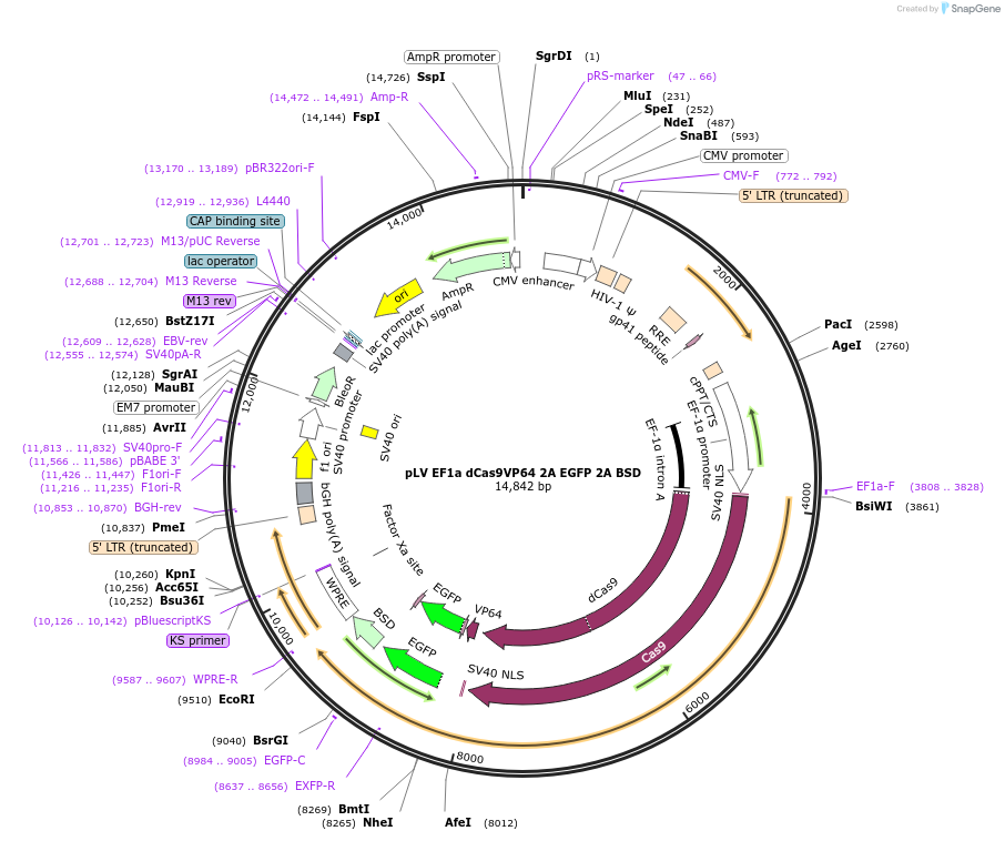 255458-plasmid-map-sequence-id-510788