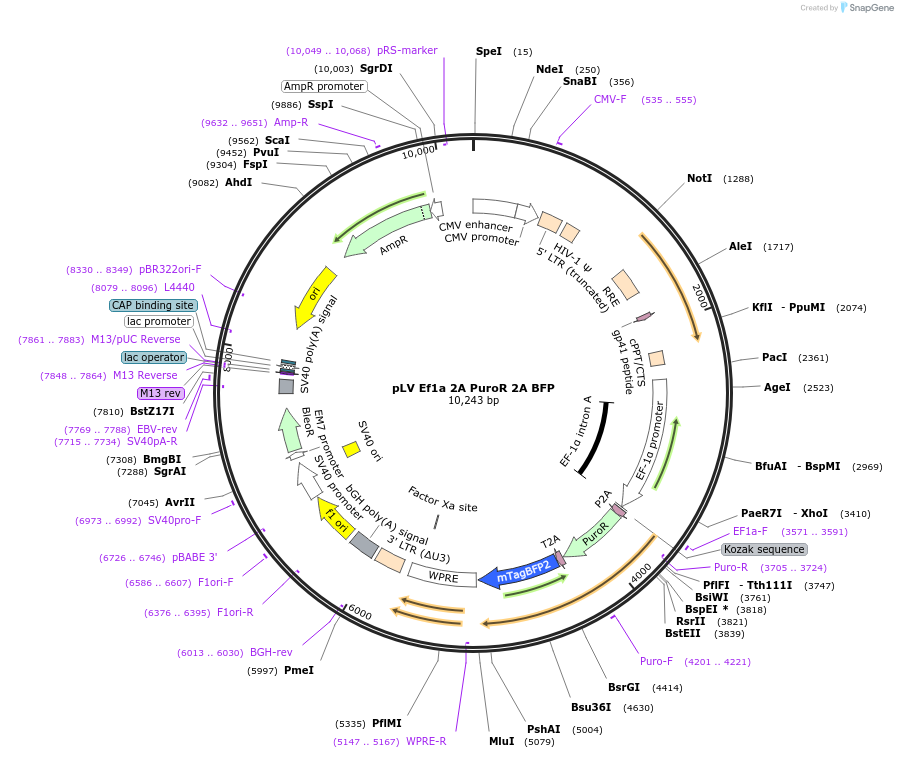 255459-plasmid-map-sequence-id-510791