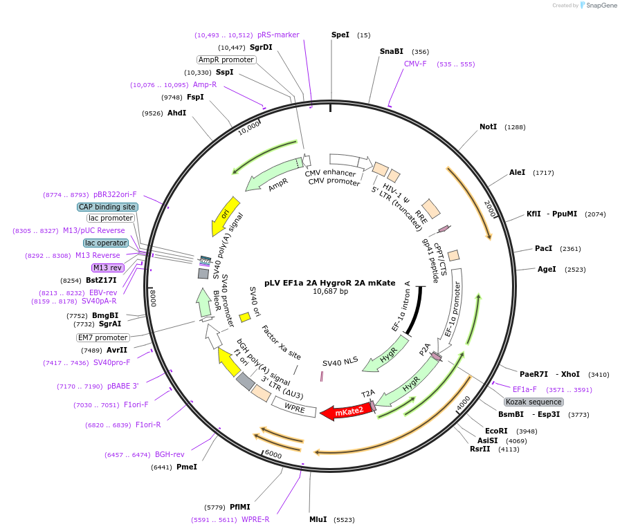 255460-plasmid-map-sequence-id-510792