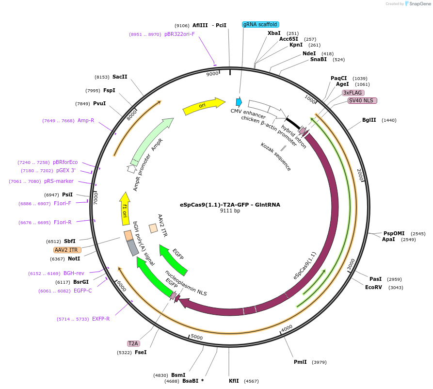 255499-plasmid-map-sequence-id-510793