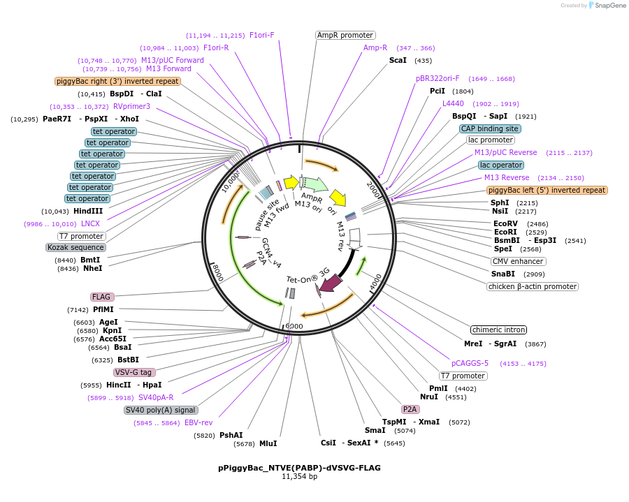 254461-plasmid-map-sequence-id-510795