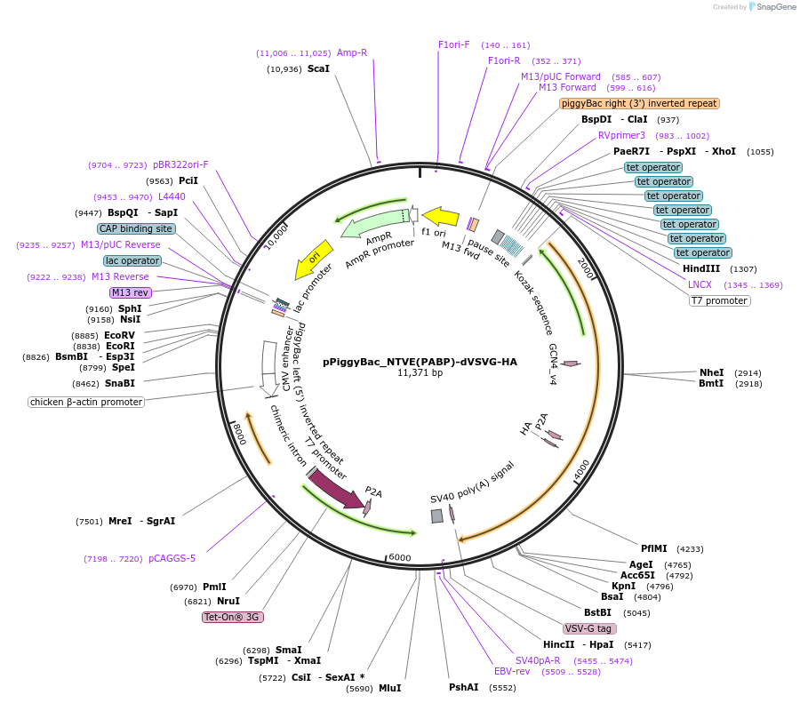 254462-plasmid-map-sequence-id-510802
