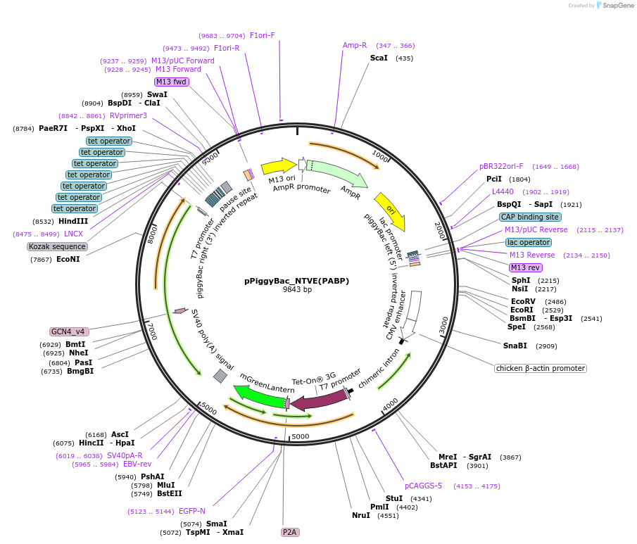254463-plasmid-map-sequence-id-510803