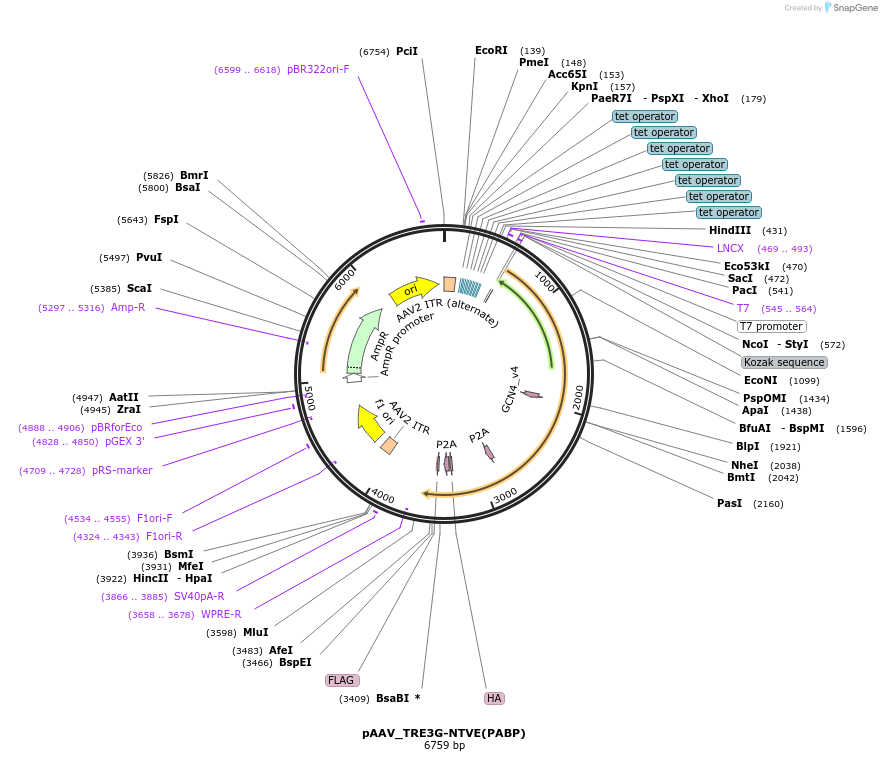 254464-plasmid-map-sequence-id-510834
