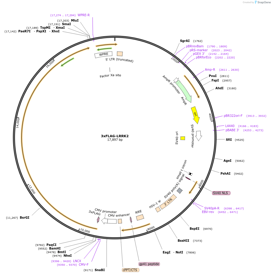 244986-plasmid-map-sequence-id-510857