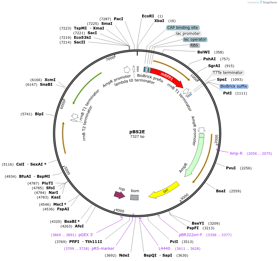 55169-plasmid-map-sequence-id-510861