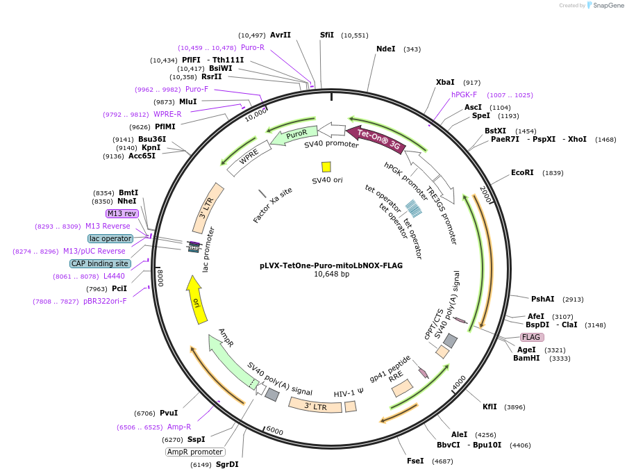 218667-plasmid-map-sequence-id-510907