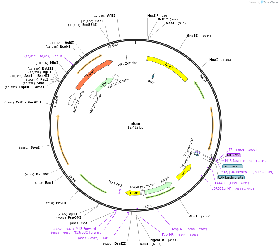 254147-plasmid-map-sequence-id-510913