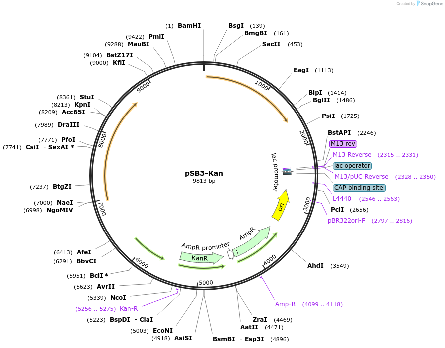 254146-plasmid-map-sequence-id-510924