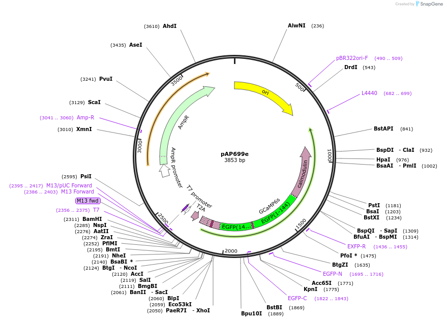 253943-plasmid-map-sequence-id-510925