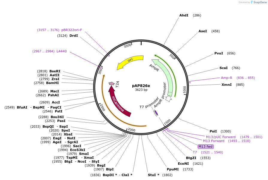 253946-plasmid-map-sequence-id-510926