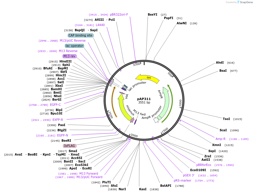 253947-plasmid-map-sequence-id-510930