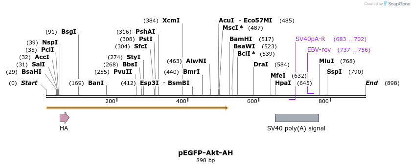 51094_map