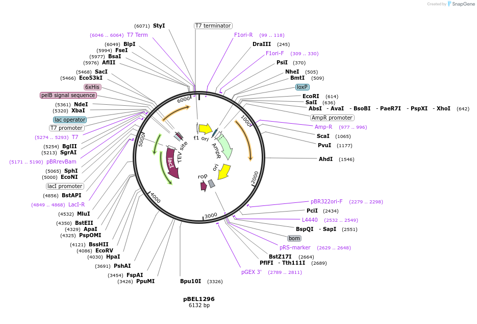 253834-plasmid-map-sequence-id-510943