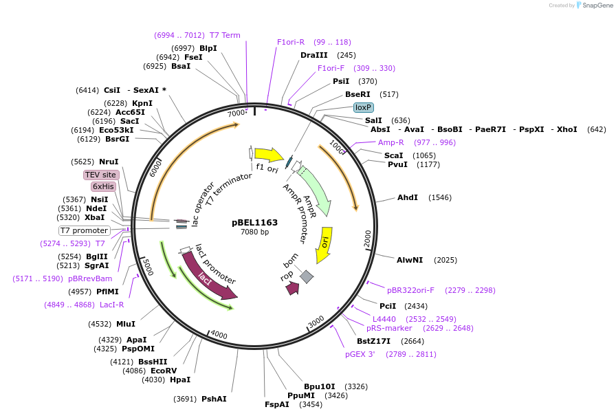 253832-plasmid-map-sequence-id-510949