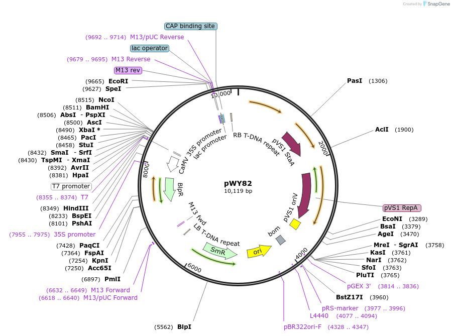 65721-plasmid-map-sequence-id-510960