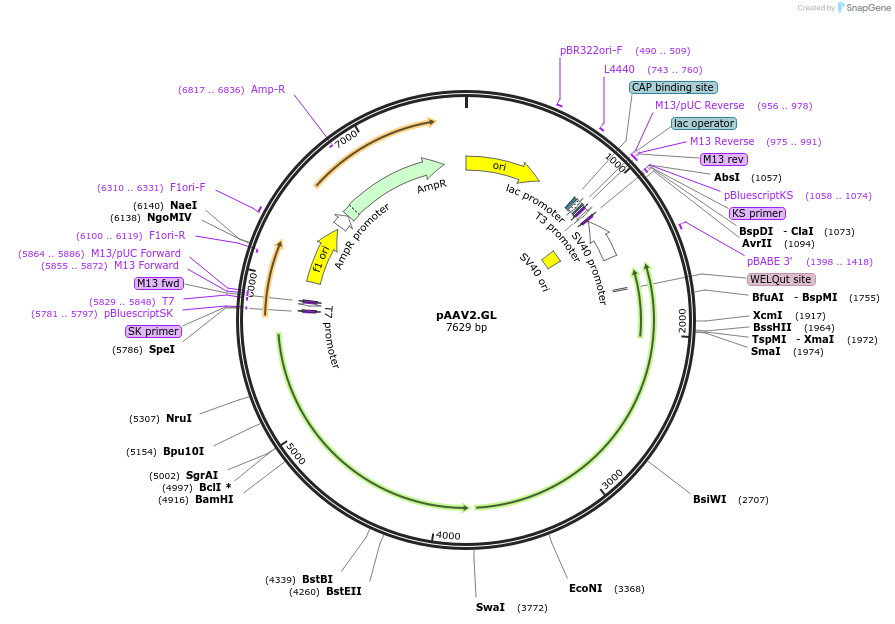 242201-plasmid-map-sequence-id-511013