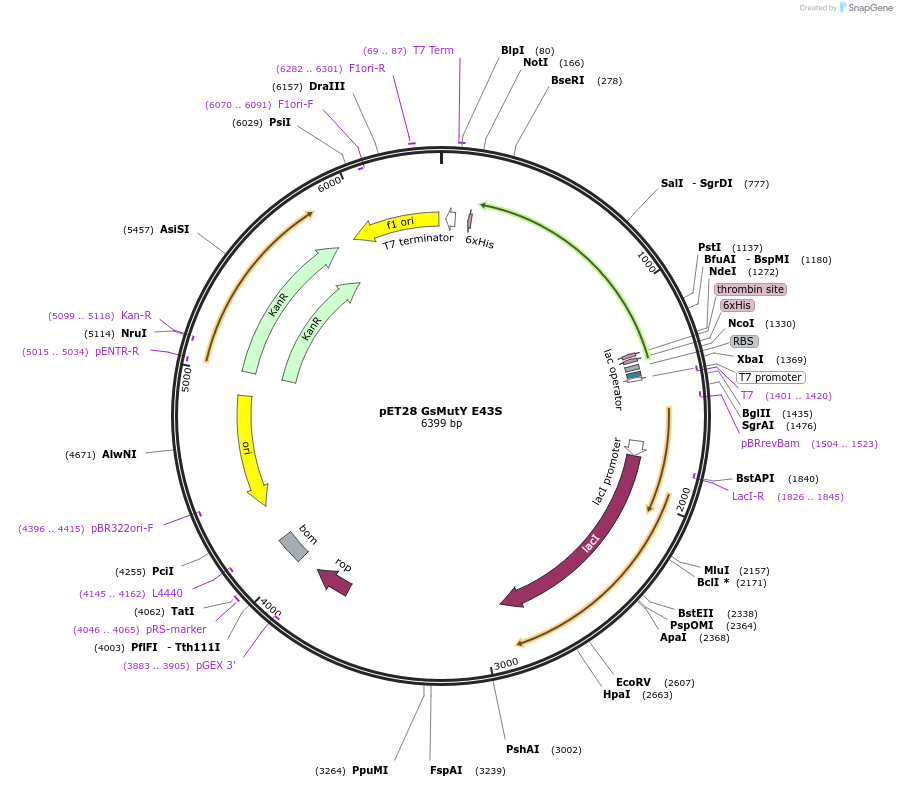 254899-plasmid-map-sequence-id-511016