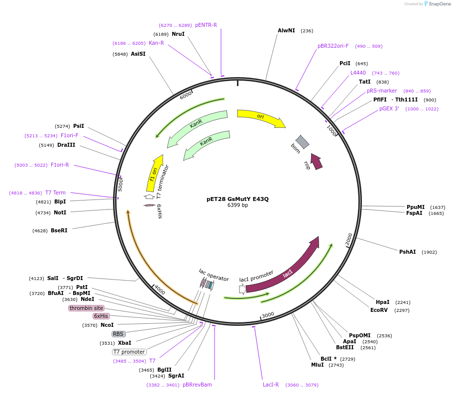 254900-plasmid-map-sequence-id-511018