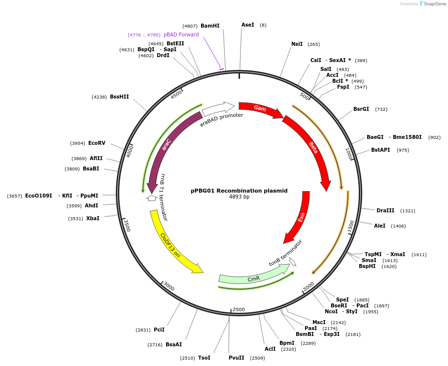 253997-plasmid-map-sequence-id-511021
