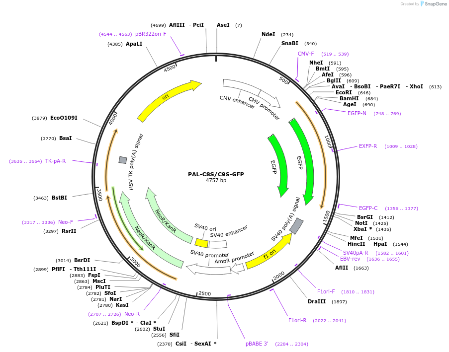 221594-plasmid-map-sequence-id-511030