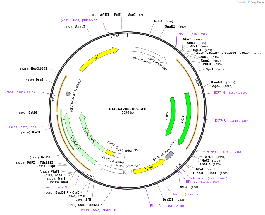 221590-plasmid-map-sequence-id-511033