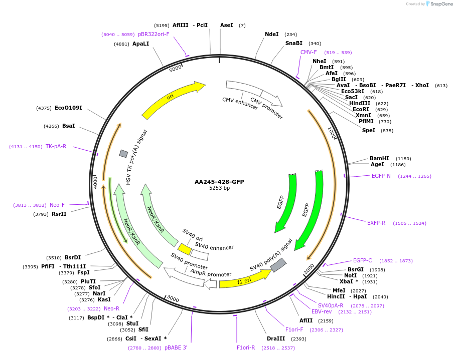 221174-plasmid-map-sequence-id-511034