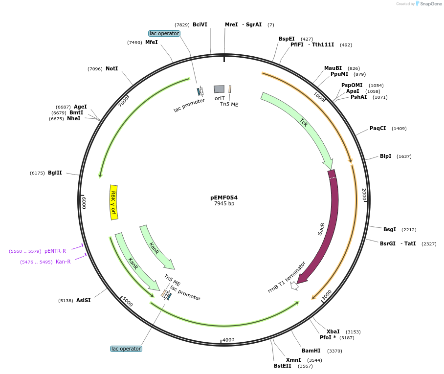242107-plasmid-map-sequence-id-511037