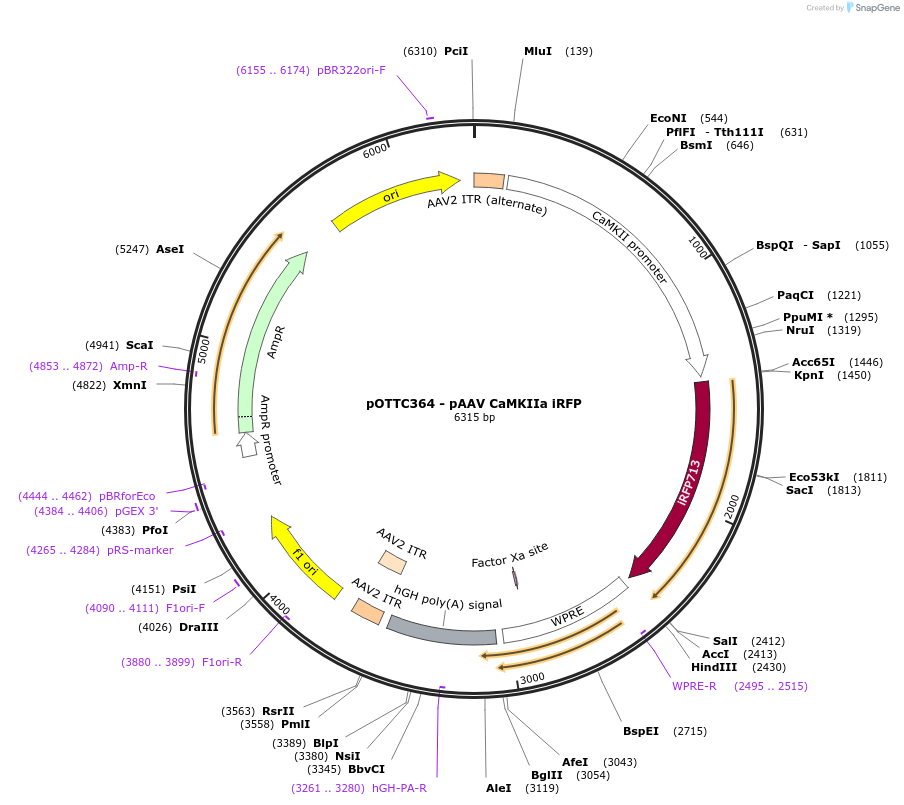 47903-plasmid-map-sequence-id-511089