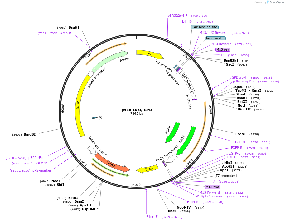 1180-plasmid-map-sequence-id-511090