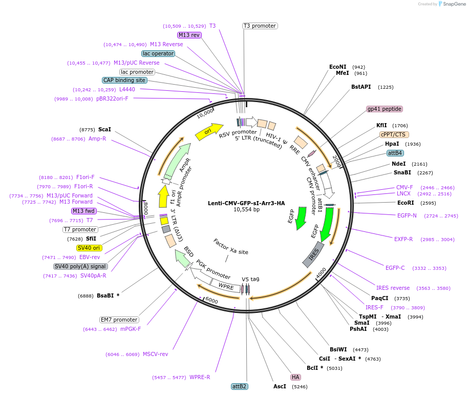 254889-plasmid-map-sequence-id-511107