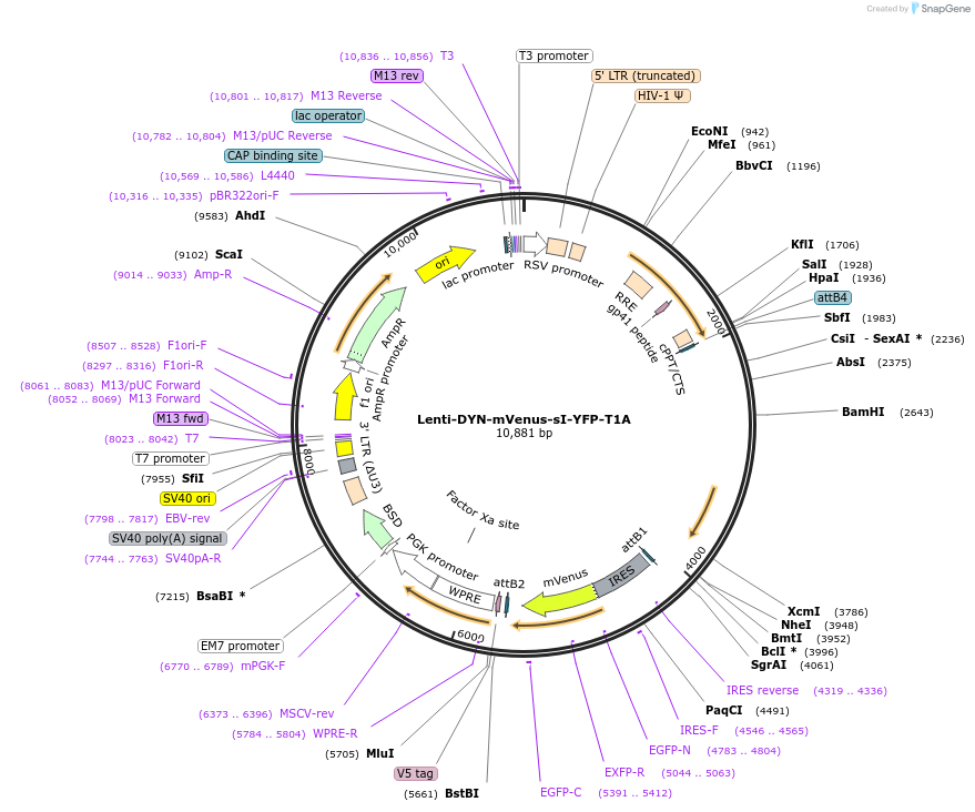 254893-plasmid-map-sequence-id-511175