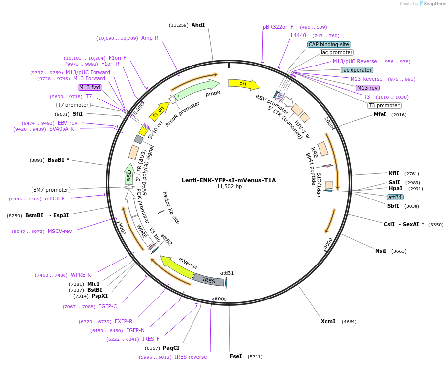 254894-plasmid-map-sequence-id-511179