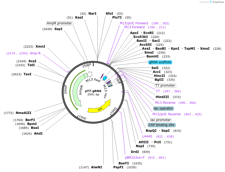 46759-plasmid-map-sequence-id-511181