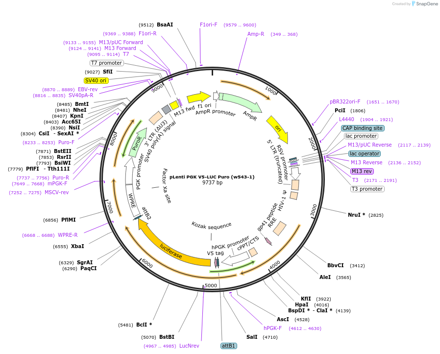 19360-plasmid-map-sequence-id-511182