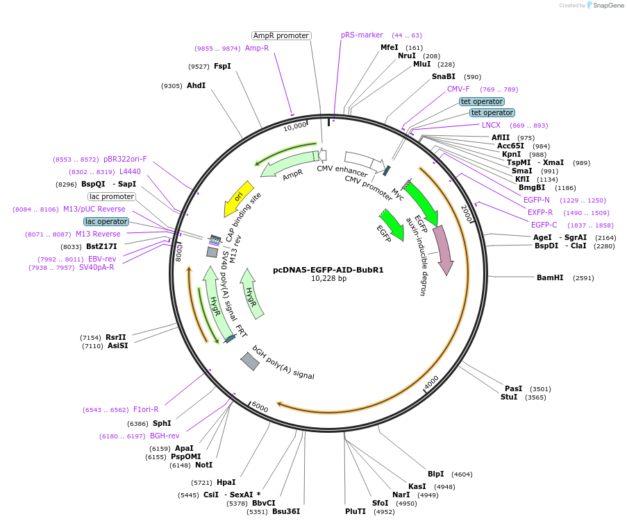 47330-plasmid-map-sequence-id-511185