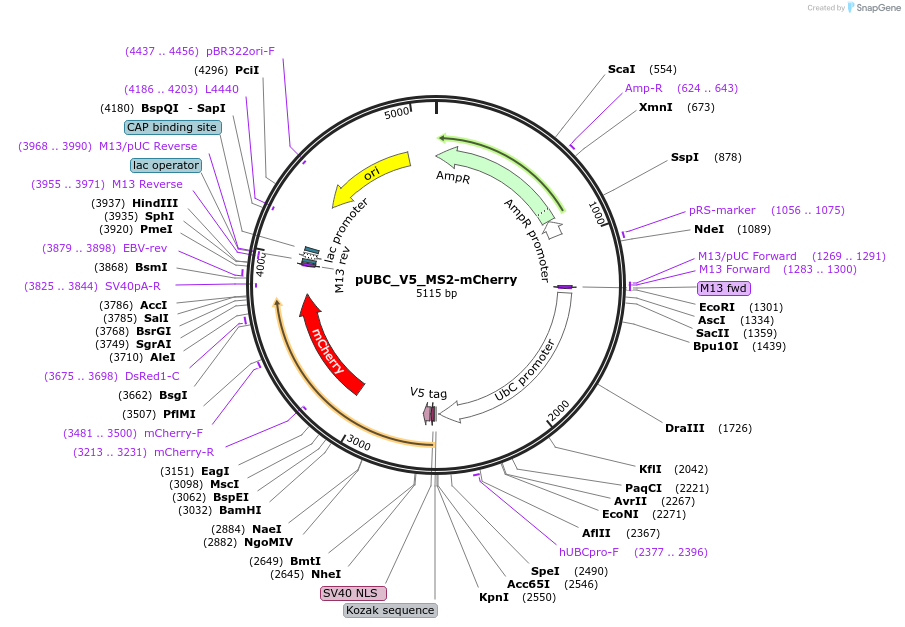 68420-plasmid-map-sequence-id-511194
