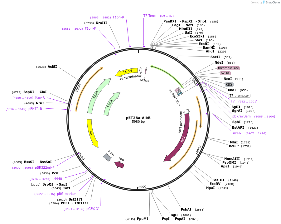 228218-plasmid-map-sequence-id-511196